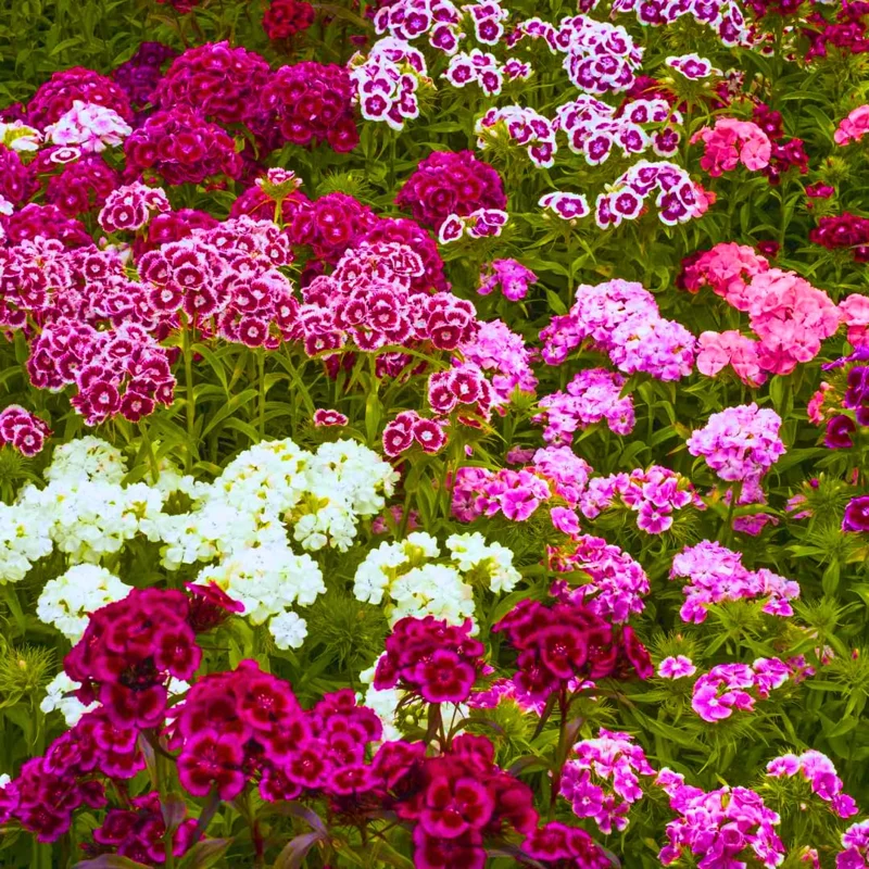 Mixed Tall Dianthus Plants Live Carnation Planting Perennial, Very Fragrant