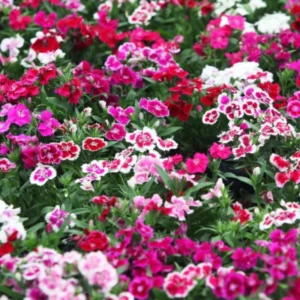 Mixed Tall Dianthus Plants Live Carnation Planting Perennial, Very Fragrant