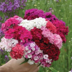 Mixed Tall Dianthus Plants Live Carnation Planting Perennial, Very Fragrant