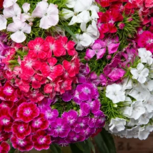 Mixed Tall Dianthus Plants Live Carnation Planting Perennial, Very Fragrant