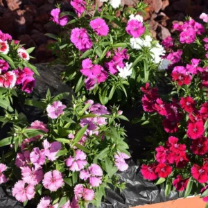 Mixed Tall Dianthus Plants Live Carnation Planting Perennial, Very Fragrant
