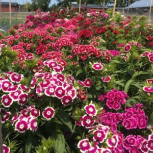 Mixed Dwarf Dianthus Plants Live Carnation Planting Perennial, Very Fragrant