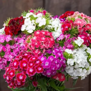 Mixed Dwarf Dianthus Plants Live Carnation Planting Perennial, Very Fragrant