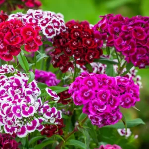 Mixed Dwarf Dianthus Plants Live Carnation Planting Perennial, Very Fragrant