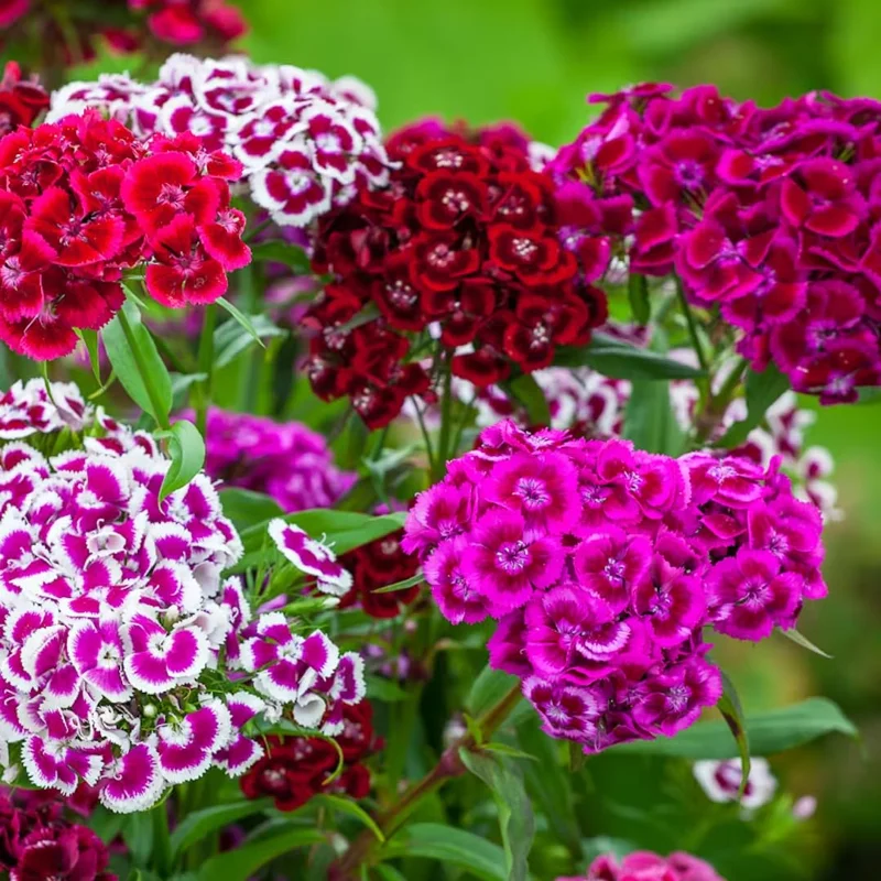 Mixed Dwarf Dianthus Plants Live Carnation Planting Perennial, Very Fragrant