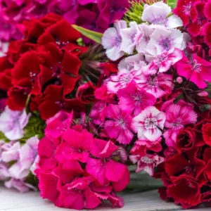Mixed Dwarf Dianthus Plants Live Carnation Planting Perennial, Very Fragrant
