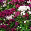 2 Mixed Dianthus Live Plant, Dwarf Dianthus Carnation Perennial Plant Live, Very Fragrant Mixed Colors