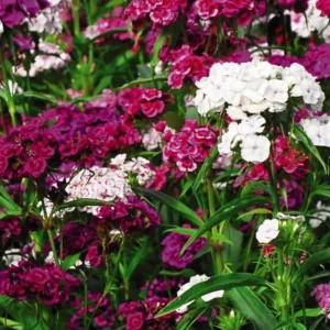 2 Mixed Dianthus Live Plant, Dwarf Dianthus Carnation Perennial Plant Live, Very Fragrant Mixed Colors