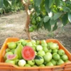 Pink Guava Tree Live Plant, Live Guava Trees Plant, Guava Trees Plant Live, Guava for Growing, 5-10 Inch in Tall from Bottom Pot , 1 Year Old Seedlings Well Rooted Guava