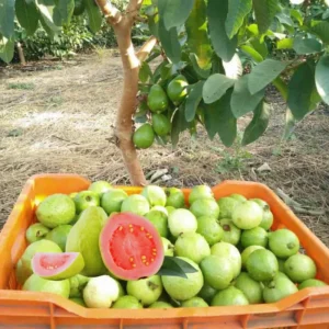 Pink Guava Tree Live Plant, Live Guava Trees Plant, Guava Trees Plant Live, Guava for Growing, 5-10 Inch in Tall from Bottom Pot , 1 Year Old Seedlings Well Rooted Guava