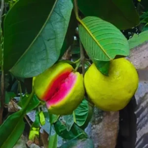 Pink Guava Tree Live Plant, Live Guava Trees Plant, Guava Trees Plant Live, Guava for Growing, 5-10 Inch in Tall from Bottom Pot , 1 Year Old Seedlings Well Rooted Guava