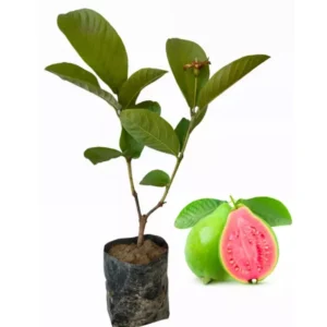 Pink Guava Tree Live Plant, Live Guava Trees Plant, Guava Trees Plant Live, Guava for Growing, 5-10 Inch in Tall from Bottom Pot , 1 Year Old Seedlings Well Rooted Guava