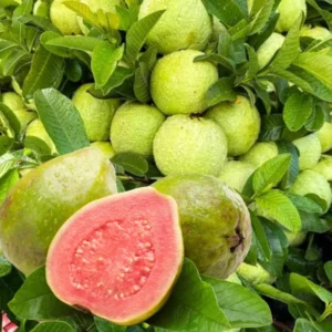 Set 2 Pink Guava Trees Live Plants, Live Guava Trees Plant, Guava Trees Plant Live, Guava for Growing, 5-10 Inch in Tall, 1 Year Old Seedlings Well Rooted Guava