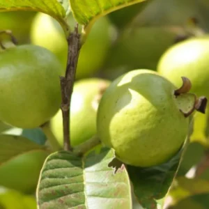 White Guava Tree Live Plant, Live Guava Trees Plant, Guava Trees Plant Live, Guava for Growing, 5-10 Inc in Tall, 1 Year Old Seedlings Well Rooted Guava