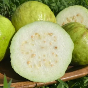 White Guava Tree Live Plant, Live Guava Trees Plant, Guava Trees Plant Live, Guava for Growing, 5-10 Inc in Tall, 1 Year Old Seedlings Well Rooted Guava