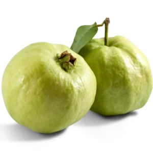 White Guava Tree Live Plant, Live Guava Trees Plant, Guava Trees Plant Live, Guava for Growing, 5-10 Inc in Tall, 1 Year Old Seedlings Well Rooted Guava