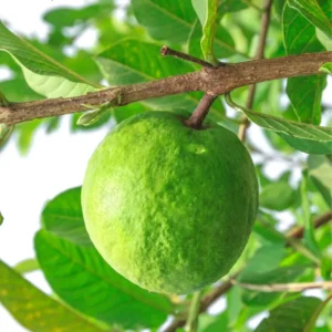 White Guava Tree Live Plant, Live Guava Trees Plant, Guava Trees Plant Live, Guava for Growing, 5-10 Inc in Tall, 1 Year Old Seedlings Well Rooted Guava