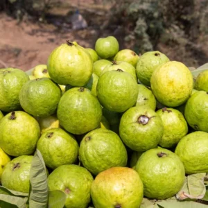 White Guava Tree Live Plant, Live Guava Trees Plant, Guava Trees Plant Live, Guava for Growing, 5-10 Inc in Tall, 1 Year Old Seedlings Well Rooted Guava
