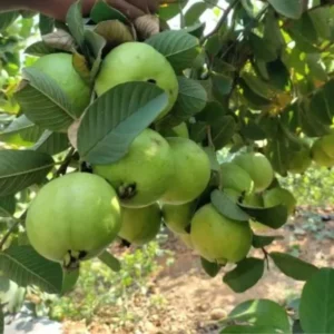 Set 2 White Guava Trees Live Plants, Live Guava Trees Plant, Guava Trees Plant Live, Guava for Growing, 5-10 Inc in Tall, 1 Year Old Seedlings Well Rooted Guava