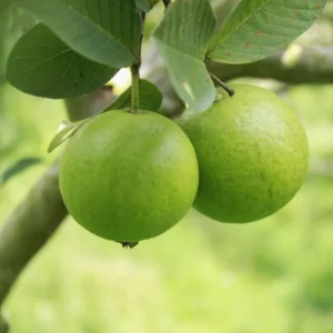 Set 2 White Guava Trees Live Plants, Live Guava Trees Plant, Guava Trees Plant Live, Guava for Growing, 5-10 Inc in Tall, 1 Year Old Seedlings Well Rooted Guava