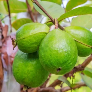 Set 2 White Guava Trees Live Plants, Live Guava Trees Plant, Guava Trees Plant Live, Guava for Growing, 5-10 Inc in Tall, 1 Year Old Seedlings Well Rooted Guava
