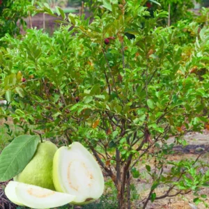 Set 2 White Guava Trees Live Plants, Live Guava Trees Plant, Guava Trees Plant Live, Guava for Growing, 5-10 Inc in Tall, 1 Year Old Seedlings Well Rooted Guava