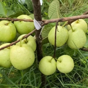 Set 3 White Guava Trees Live Plants, 1 Year Old Seedlings Well Rooted Guava, Live Guava Trees Plant, Guava Trees Plant Live, Guava for Growing, 5-10 Inc in Tall in 4 Inc Pot