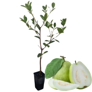 Set 3 White Guava Trees Live Plants, 1 Year Old Seedlings Well Rooted Guava, Live Guava Trees Plant, Guava Trees Plant Live, Guava for Growing, 5-10 Inc in Tall in 4 Inc Pot
