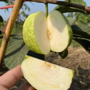 Set 3 White Guava Trees Live Plants, 1 Year Old Seedlings Well Rooted Guava, Live Guava Trees Plant, Guava Trees Plant Live, Guava for Growing, 5-10 Inc in Tall in 4 Inc Pot