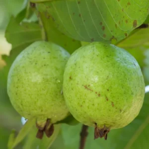 Set 3 White Guava Trees Live Plants, 1 Year Old Seedlings Well Rooted Guava, Live Guava Trees Plant, Guava Trees Plant Live, Guava for Growing, 5-10 Inc in Tall in 4 Inc Pot