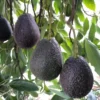 Live HASS Avocado Trees Plants Seedlings, 1 Year Old HASS Avocado Trees, Well Rooted HASS Avocado Plants Trees in 4 Inc Pot for Planting, Live Avocado Plants, Green