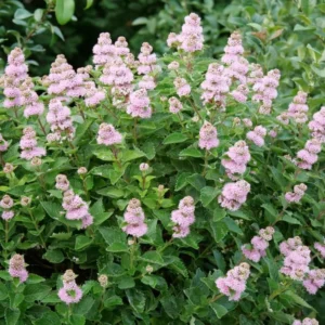 Live Bluebeard Plant Shrub Bush, Caryopteris Plant in 4 Inc Pot