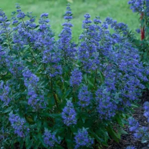 Live Bluebeard Plant Shrub Bush, Caryopteris Plant in 4 Inc Pot