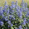 Live Bluebeard Plant Shrub Bush Flower Plant, Caryopteris Plant in 4 Inc Pot