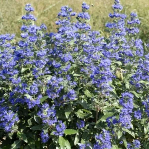 Live Bluebeard Plant Shrub Bush Flower Plant, Caryopteris Plant in 4 Inc Pot