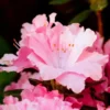 Reblooming Azalea Rhododendron Plant Live in 4 Inch Pot, Azalea Rhododendron Bush Shrub, Bloom in Spring, Late Summer, Fall Rebloom
