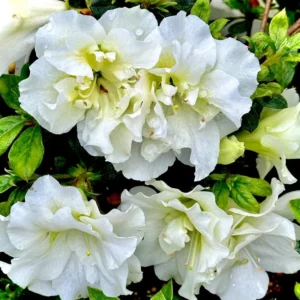 Reblooming Azalea Rhododendron Plant Live in 4 Inch Pot, Azalea Rhododendron Bush Shrub, Bloom in Spring, Late Summer, Fall Rebloom