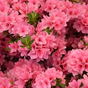 Reblooming Azalea Rhododendron Plant Live in 4 Inch Pot, Azalea Rhododendron Bush Shrub, Bloom in Spring, Late Summer, Fall Rebloom