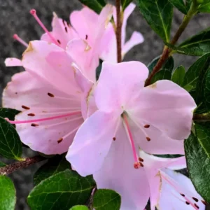 Reblooming Azalea Rhododendron Plant Live in 4 Inch Pot, Azalea Rhododendron Bush Shrub, Bloom in Spring, Late Summer, Fall Rebloom