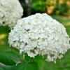Hydrangea Perennial Live Plant in 2.5 Inc Pot, Hydrangea Tree Shrub Bush Perennial Outdoor Planting