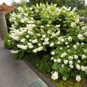 Hydrangea Perennial Live Plant in 2.5 Inc Pot, Hydrangea Tree Shrub Bush Perennial Outdoor Planting
