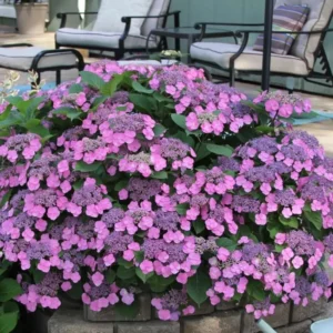 Hydrangea Perennial Live Plant in 2.5 Inc Pot, Hydrangea Tree Shrub Bush Perennial Outdoor Planting