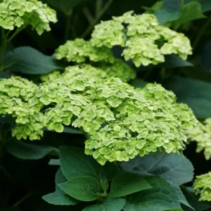 Hydrangea Perennial Live Plant in 2.5 Inc Pot, Hydrangea Tree Shrub Bush Perennial Outdoor Planting