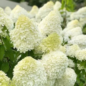 Hydrangea Perennial Live Plant in 2.5 Inc Pot, Hydrangea Tree Shrub Bush Perennial Outdoor Planting