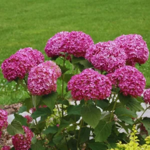Hydrangea Perennial Live Plant in 2.5 Inc Pot, Hydrangea Tree Shrub Bush Perennial Outdoor Planting
