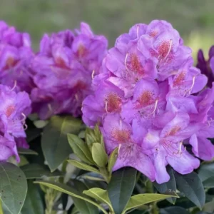 Rhododendron Plants Live Bush Shrubs for Planting, Azalea Bush Ready Plant, Live Rhododendron Plant Azalea