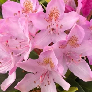 Rhododendron Plants Live Bush Shrubs for Planting, Azalea Bush Ready Plant, Live Rhododendron Plant Azalea
