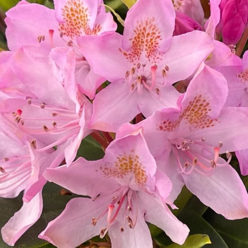 Rhododendron Plants Live Bush Shrubs for Planting, Azalea Bush Ready Plant, Live Rhododendron Plant Azalea