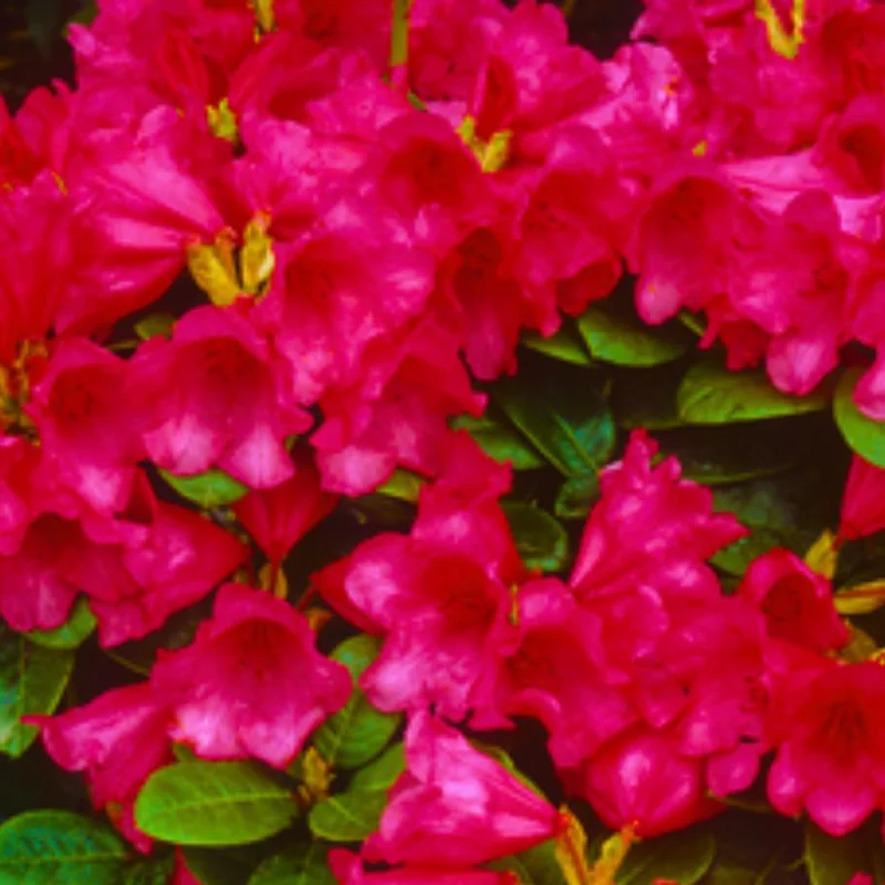 Rhododendron Plants Live Bush Shrubs for Planting, Azalea Bush Ready Plant, Live Rhododendron Plant Azalea