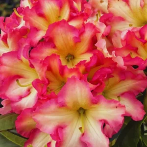 Rhododendron Plants Live Bush Shrubs for Planting, Azalea Bush Ready Plant, Live Rhododendron Plant Azalea